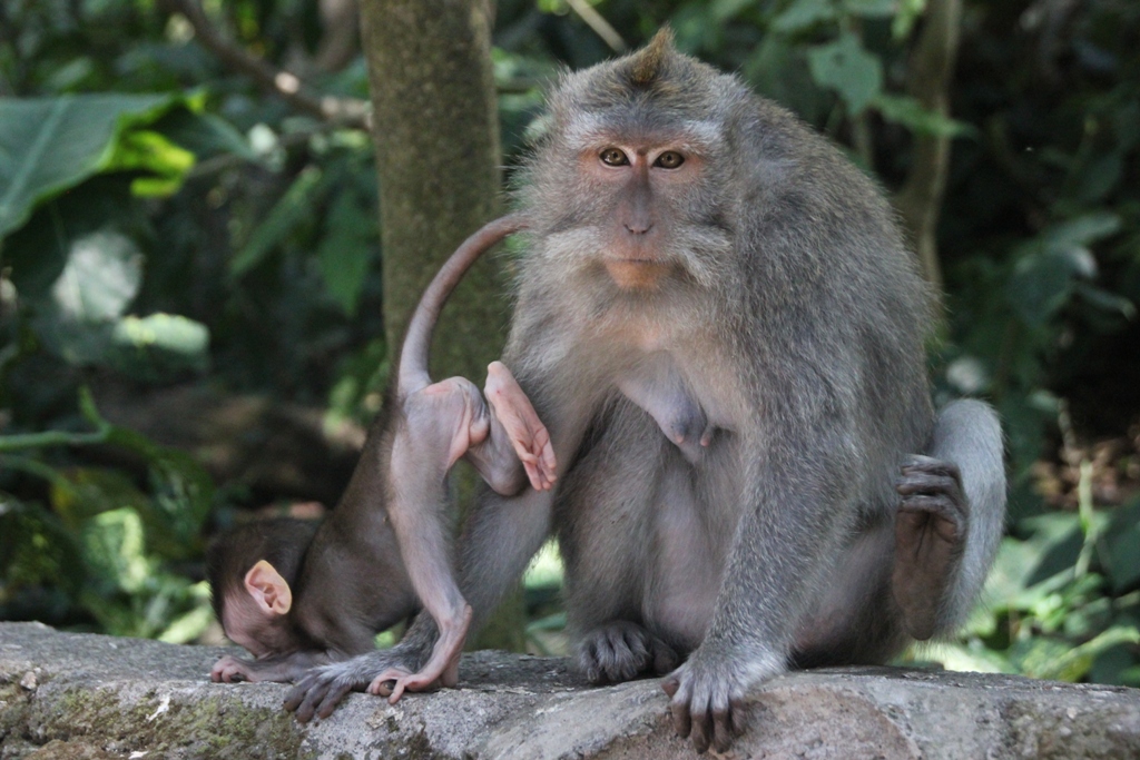 Monkey forest opice Ubud