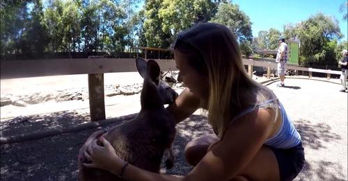 Kangaroos - Featherdale Wildlife Park Sydney Australia